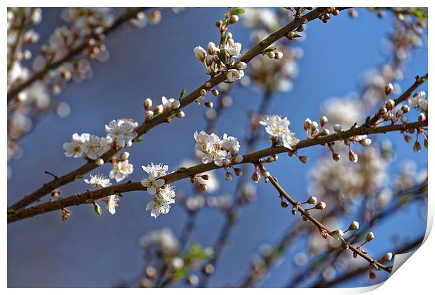 Plum blossom in the sky Print by Adrian Bud