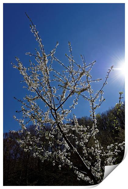 Blossom cherry backlit Print by Adrian Bud