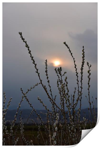 Willow buds in twilight Print by Adrian Bud