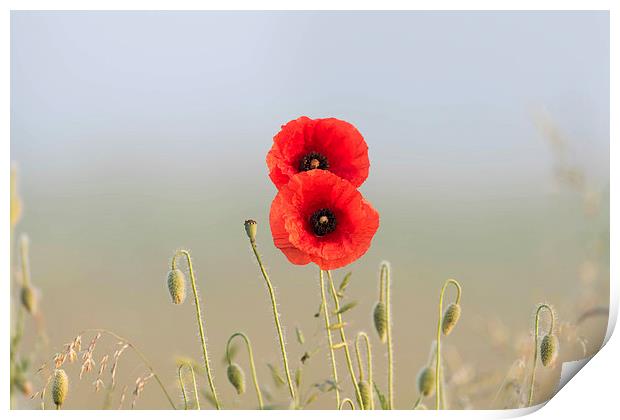 Red Poppies couple Print by Adrian Bud
