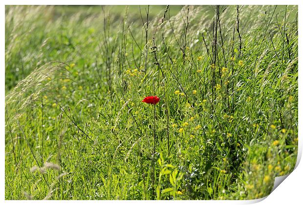 poppy flower between herbs Print by Adrian Bud