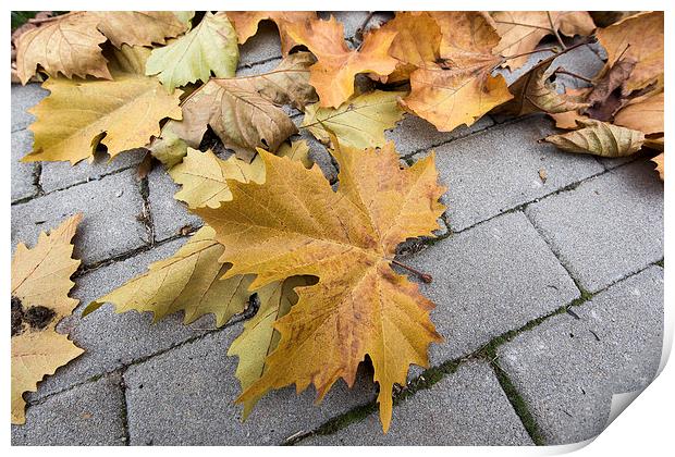 Dry leaves on the street stone pavement Print by Adrian Bud