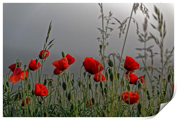 poppy field in the cold morning Print by Adrian Bud