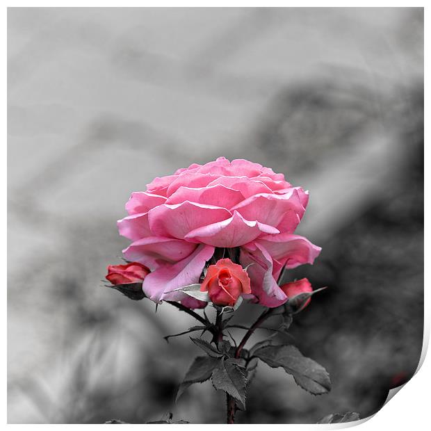 Sad pink rose with three buds Print by Adrian Bud
