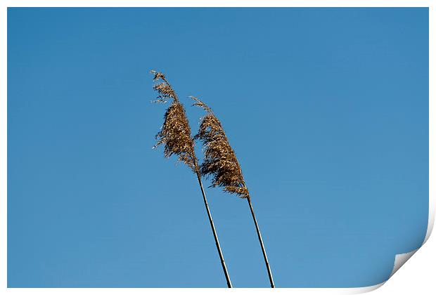 straw in the wind Print by Adrian Bud