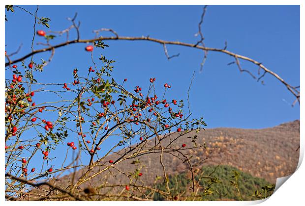 Rosehip on branch with blurred hill background Print by Adrian Bud