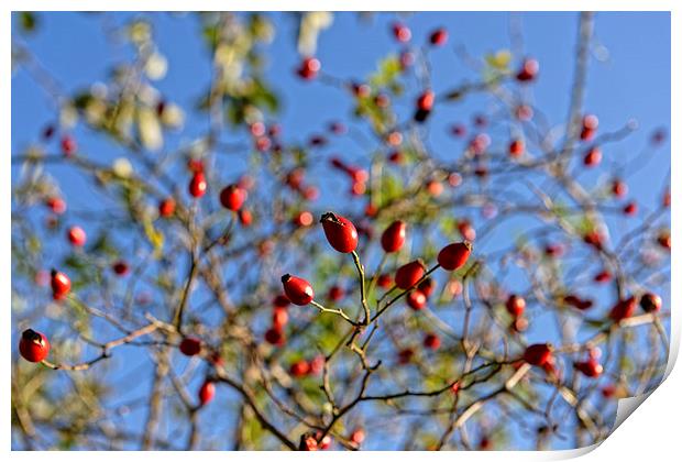 Rosehip on branches Print by Adrian Bud