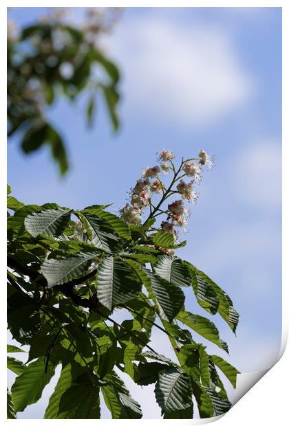 chestnut flower Print by Adrian Bud