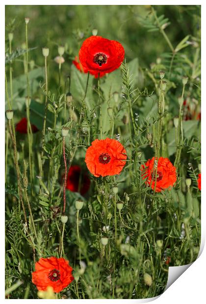 Group of poppies Print by Adrian Bud