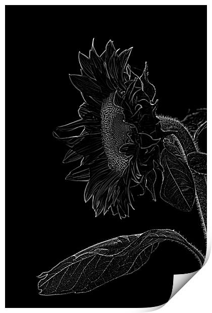 sunflower xxl Print by Adrian Bud