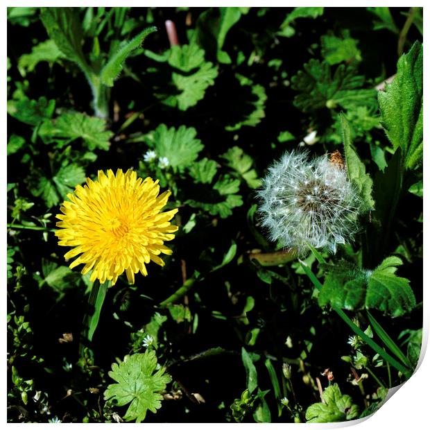 Dandelion two generations Print by Adrian Bud