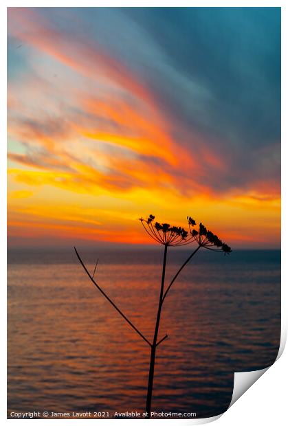 Flora Sunset Silhouette Print by James Lavott