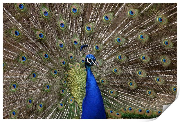 Proud As A Peacock Print by James Lavott