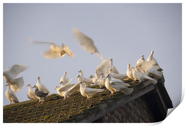 White Doves - Series I Print by James Lavott