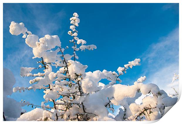 Snow Scene Print by James Lavott