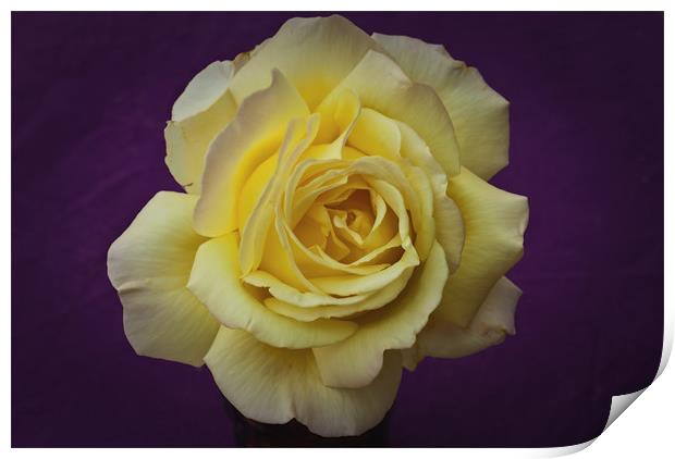 Yellow Rose On Purple Print by James Lavott