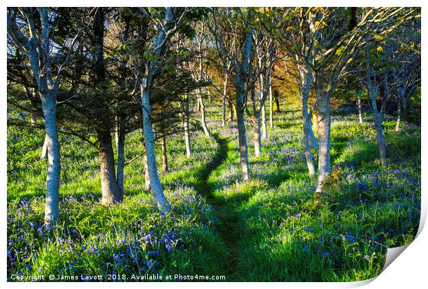 Bluebell Path Print by James Lavott