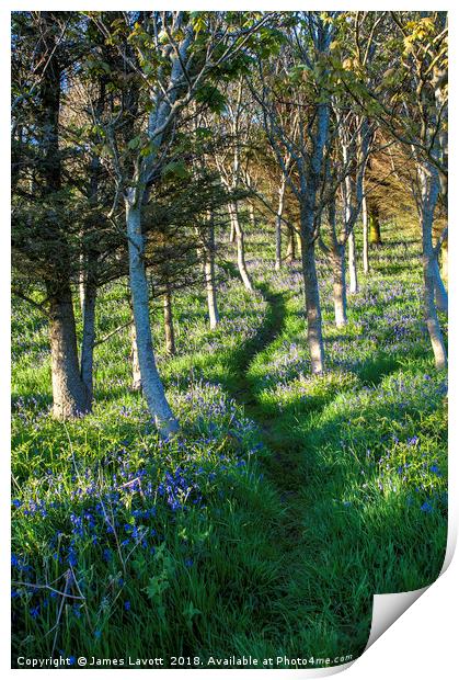 Bluebell Path Portrait Print by James Lavott