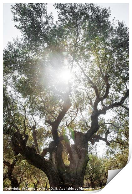 Sun Soaked Giant Olive Tree Print by James Lavott
