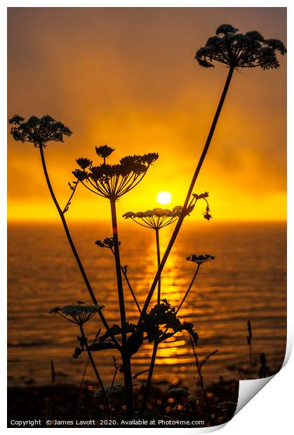 Gyrn Flora & Sunset Print by James Lavott
