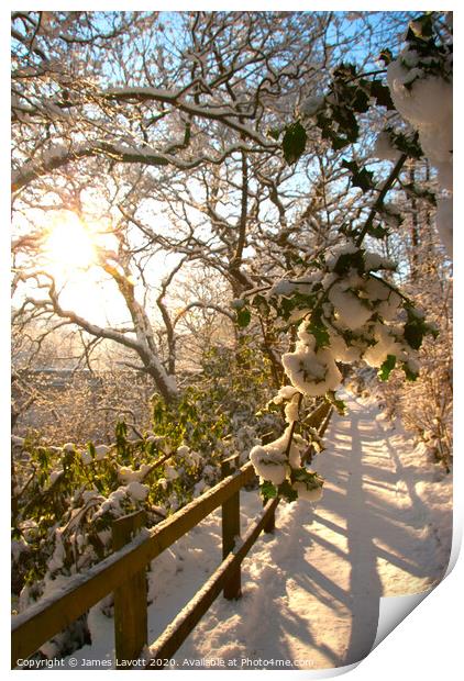 Snow Soaked Branches At Sunrise Print by James Lavott
