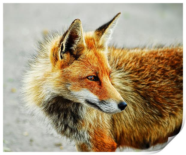 Foxy Print by Fee Easton