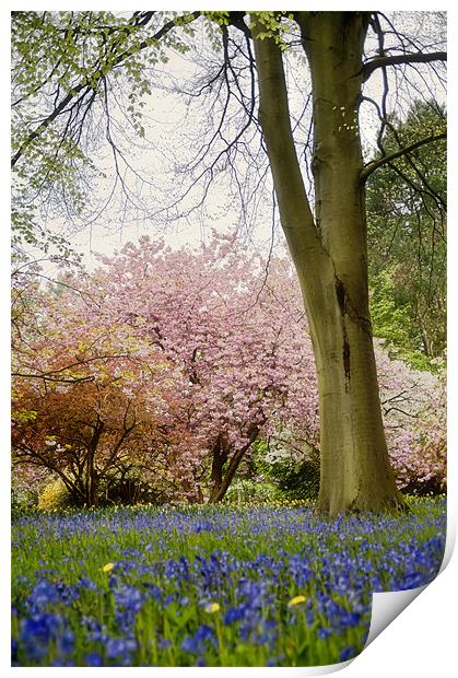 Bluebells and Blossom Print by Fee Easton