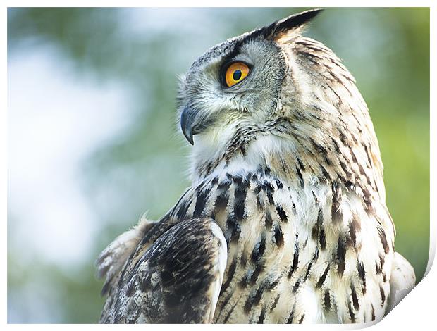 European Eagle Owl Print by Fee Easton