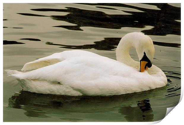 Swan Print by John Willsher