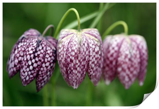 Fritillaries Print by Brian Haslam