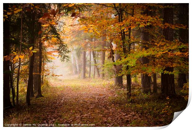 Autumn forest pathway Print by James Mc Quarrie