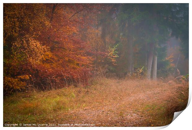 Autumn forest landscape Print by James Mc Quarrie
