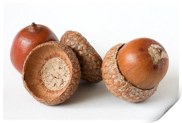 Acorns on White Print by James Mc Quarrie