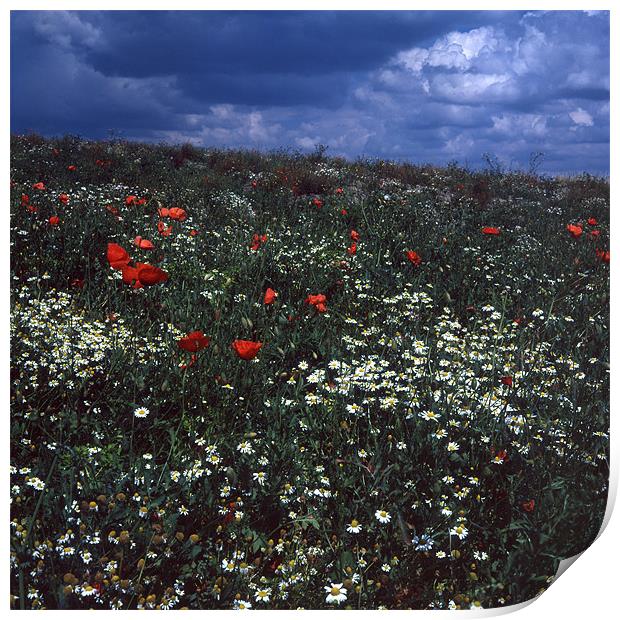 Flowers in the Field Print by James Mc Quarrie