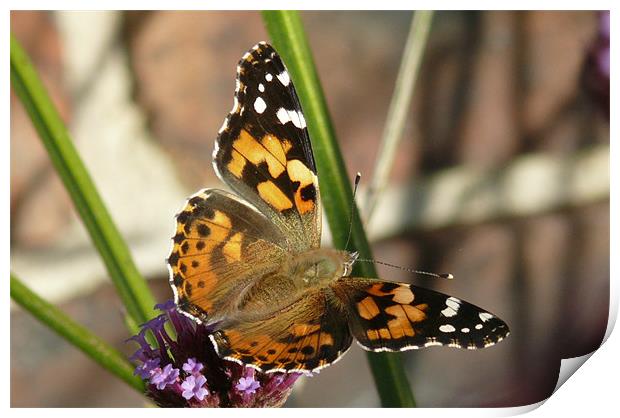 Painted Lady Print by Tom Edwards