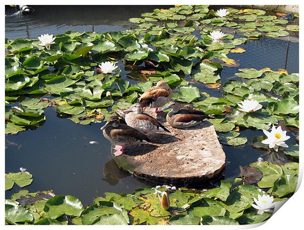 Ducks in a Pond Print by Kamen Atanassov