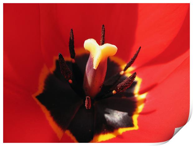 Extreme Tulip Closeup Print by Kamen Atanassov
