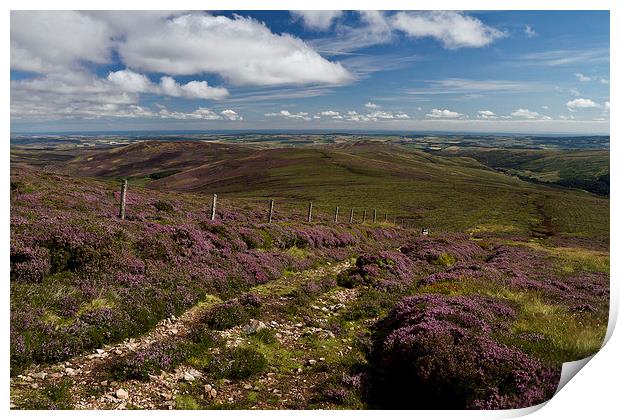  Heather in the Cheviots Print by Steve Wilson