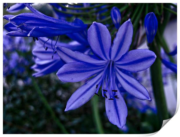 Subtle Blue Flower Print by Luis Lajas