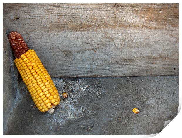 A corn spike Print by Flavia Ferreira