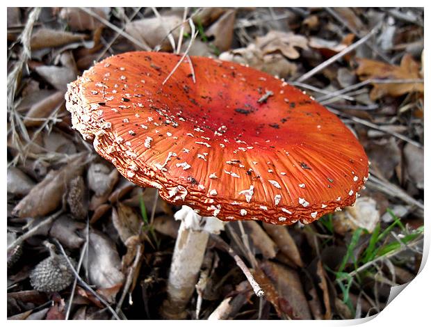 Mushroom Print by Flavia Ferreira