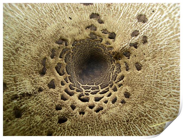 Mushroom/Toadstool Detail Print by George Thurgood Howland