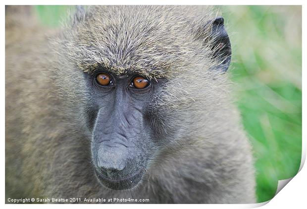 Olive baboon Print by Sarah Beattie