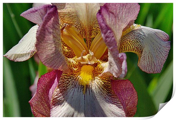 Bearded Iris Print by Kleve 