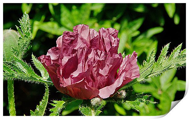 Oriental Poppy Print by Kleve 