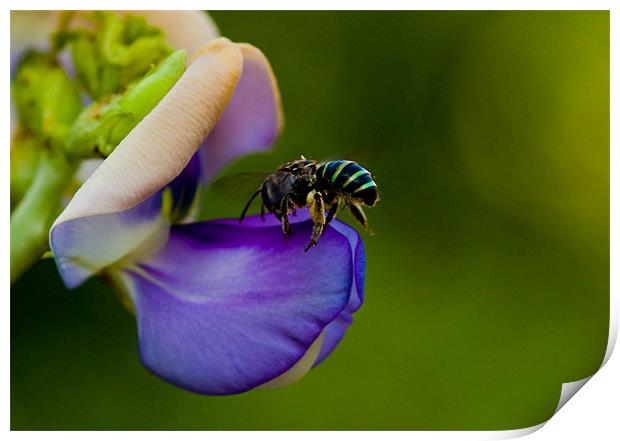 Wild bee on a flower Print by Robinson Thomas