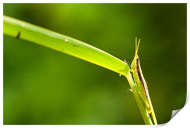 Grasshopper Print by Robinson Thomas