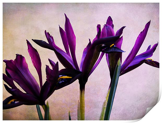 Iris Reticulata Flowers Print by Jacqi Elmslie