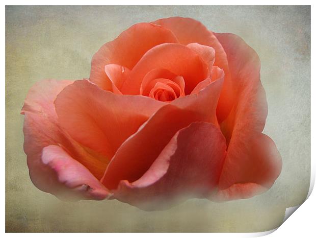 Summer Rose Print by Jacqi Elmslie