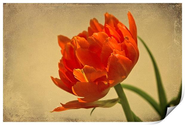 Orange Double Tulip Print by Jacqi Elmslie